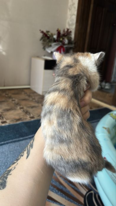 Отдам в добрые руки