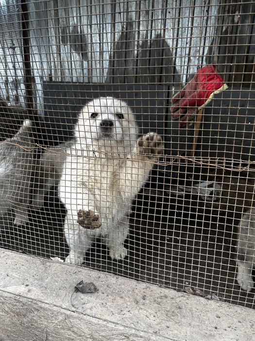 Продам щенков Сао