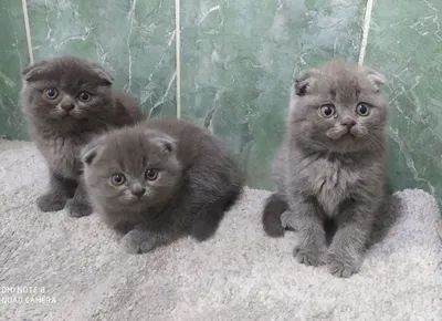 Продаётся кошка породы скоттиш-фолд
