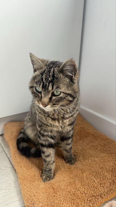 Кот мальчик в добрые руки