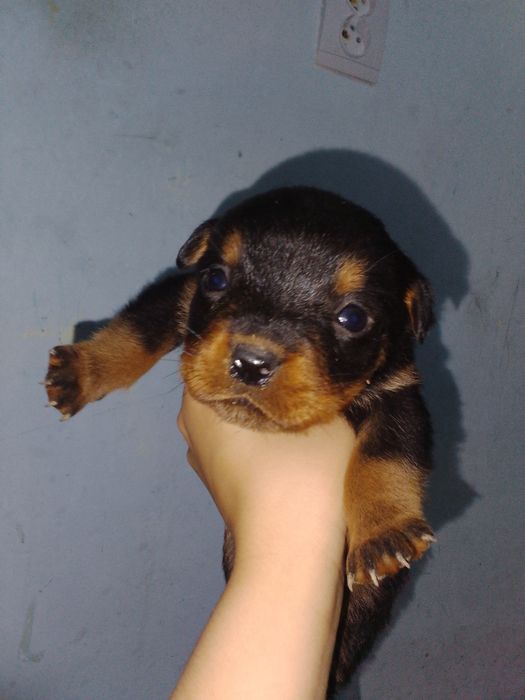 Продается щенки ротвейлера