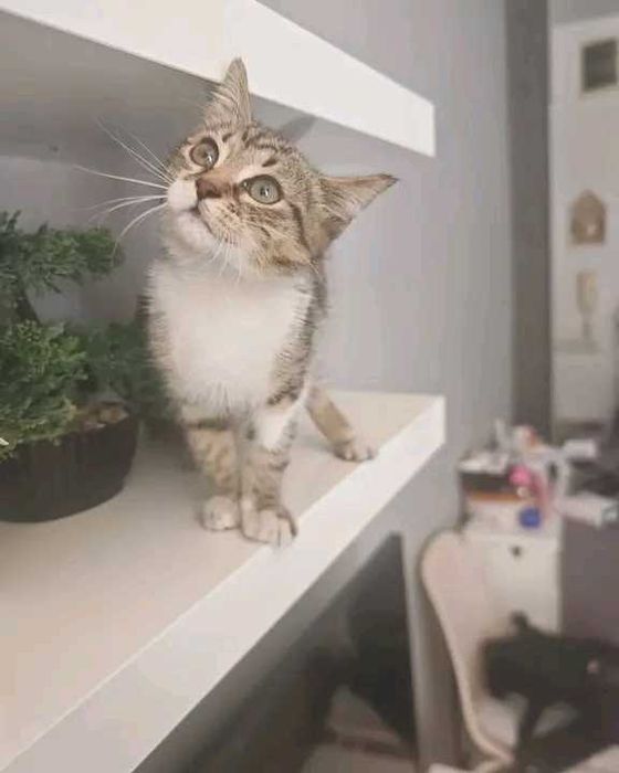 Подарява се котенце