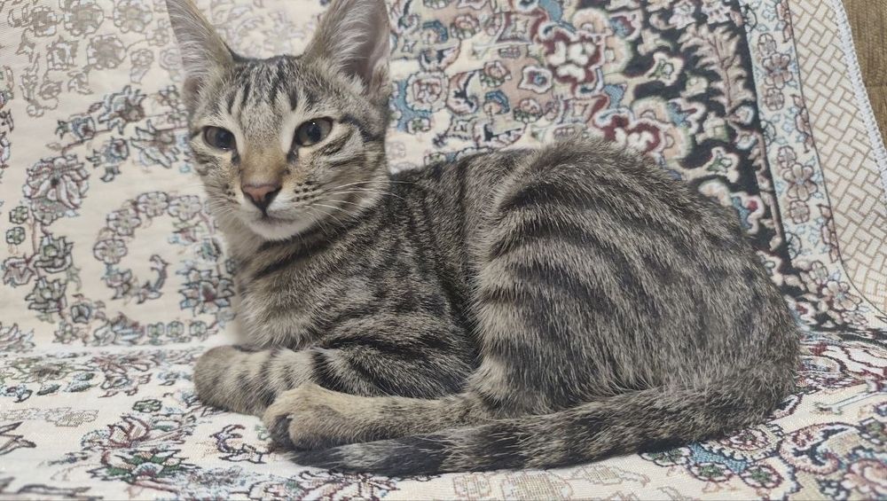 КОТЕНОК 2-3 МЕСЯЦА, домашний