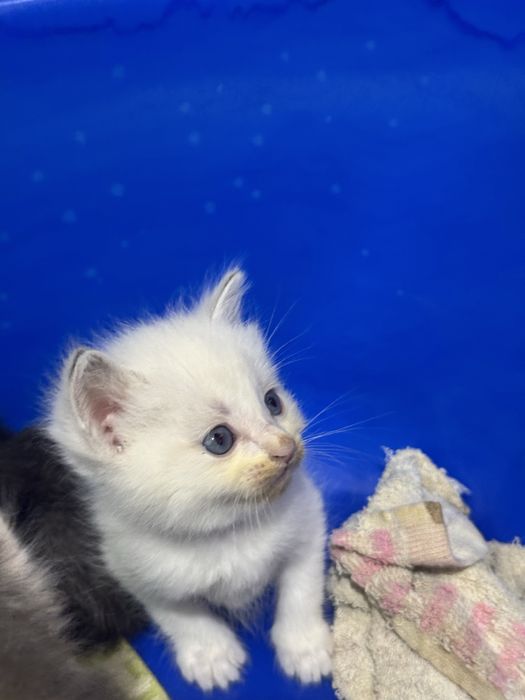 Отдам даром кошки