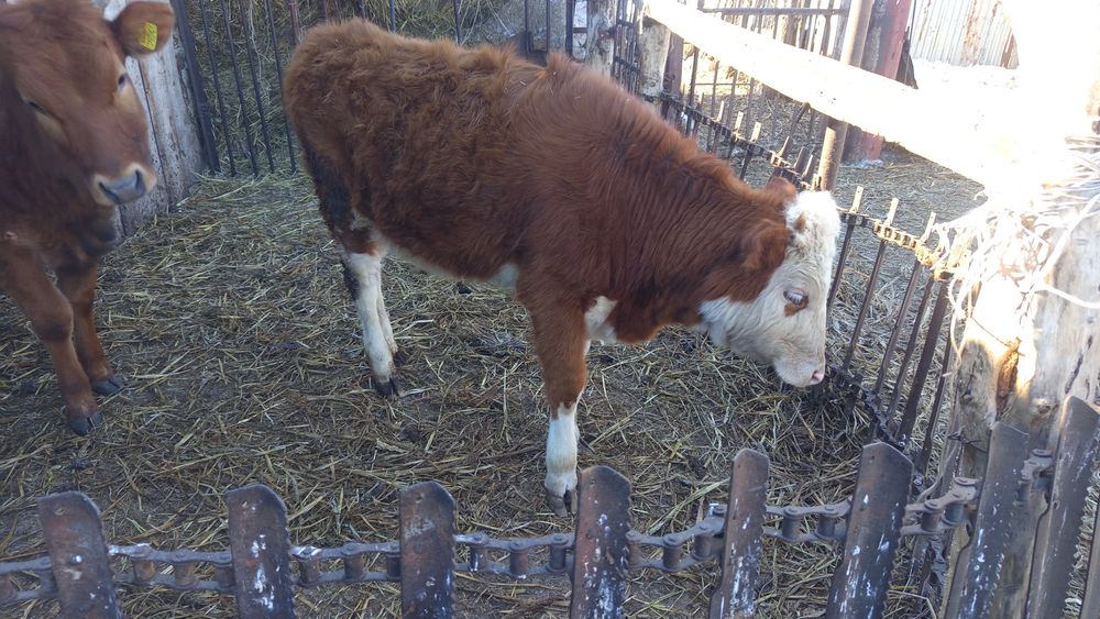 Продается телка 11месяцев