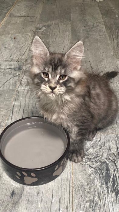 Мейн кун котенца / Мейн куун котенца / Maine coon kittens