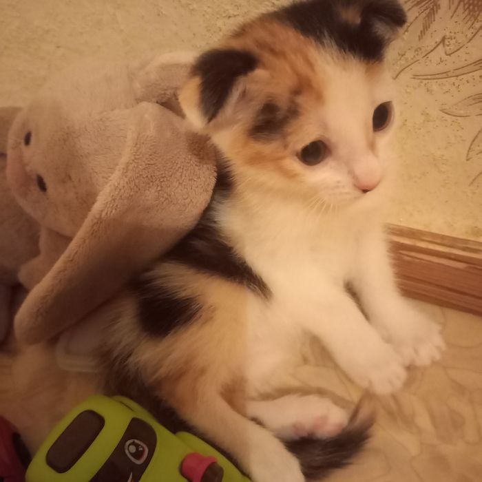 Вислоухий котёнок 1,,5 месяца