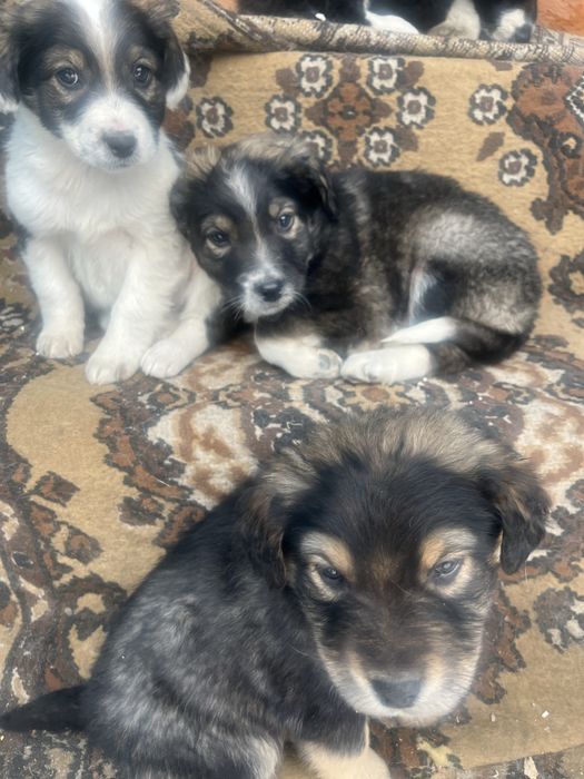 Отдам щенят в хорошие руки