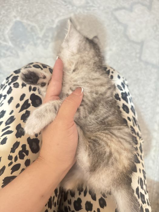 Котята пародистые