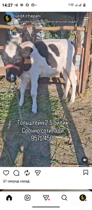 Гольштейн гуножин
