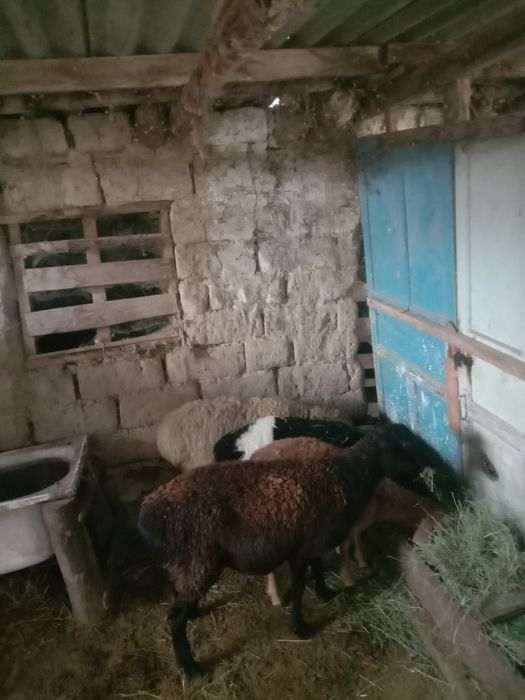 Тұсақ буаз Тоқтылар