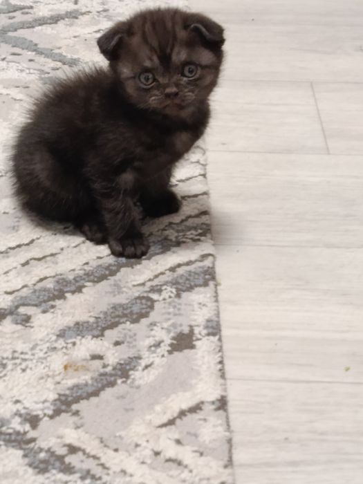 Продаются котята