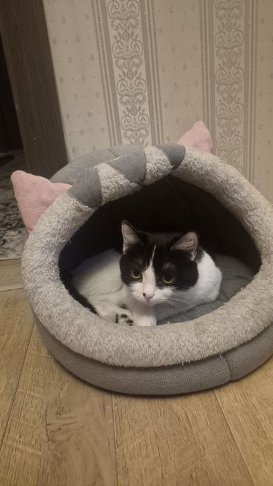 Кошка отдам в хорошие руки