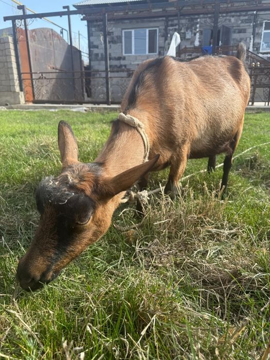 Ешкі сатылады. Француз Альпи парода