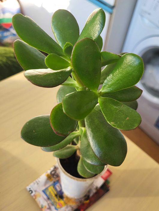 Цветя алое вера индрише дървото на живота красива лилава детелина