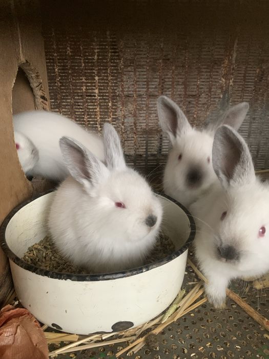 Крольчата породы калифорния