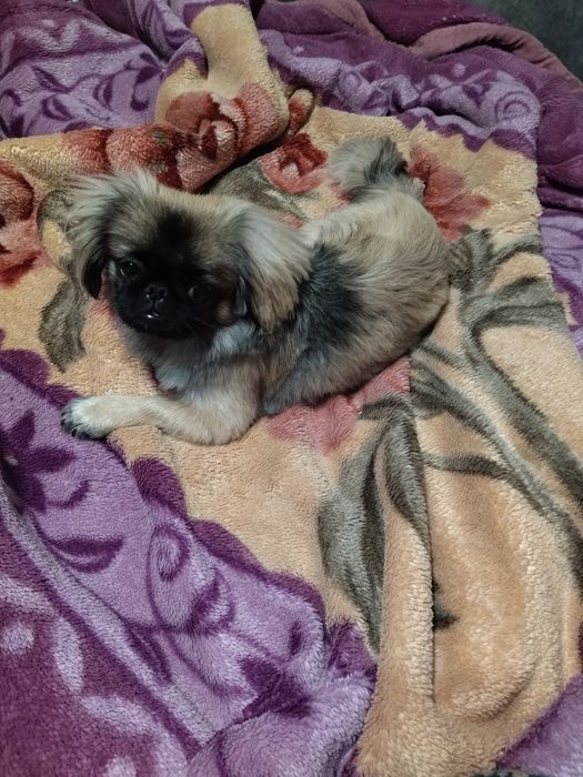 Пекинес мальчик.