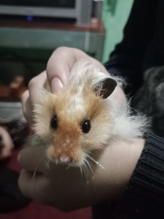 Hamyak,Chatishma turi