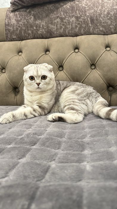 Вислоухий кот на Вязку