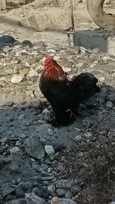 Корейский япон товук тухумлари