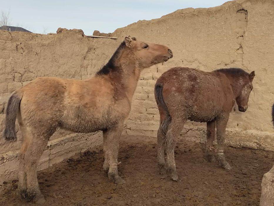 Полторашкалар сатылады