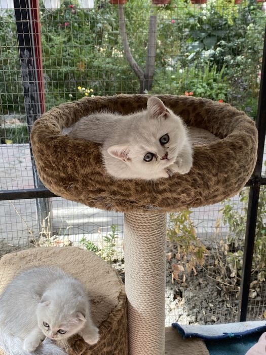 Mushukchalar sotiladi 2 yarim oylik toza paroda shinshila