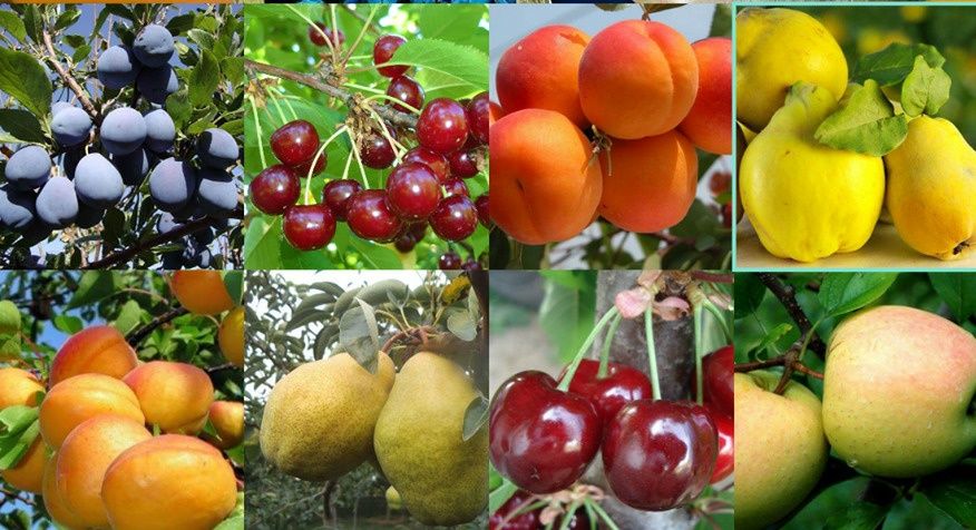 Pomi Fructiferi Clasici