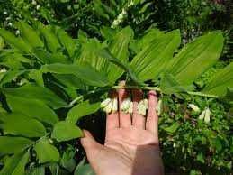 КУПЕНА,  Лесной ландыш или Соломонова печать