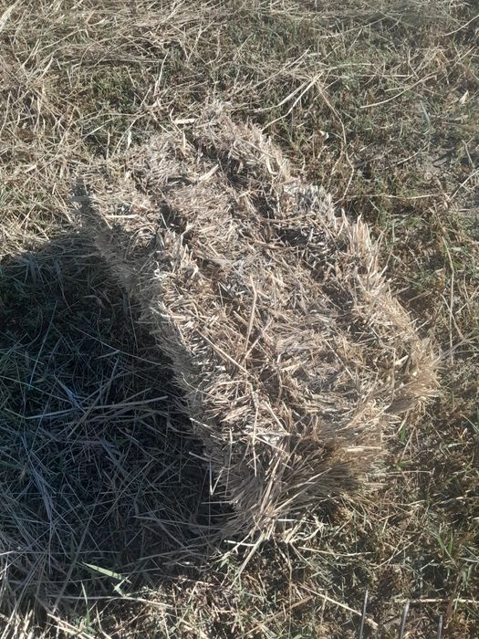 Piresss sotitadi narxi qulay  soniga qarab kelishiladi