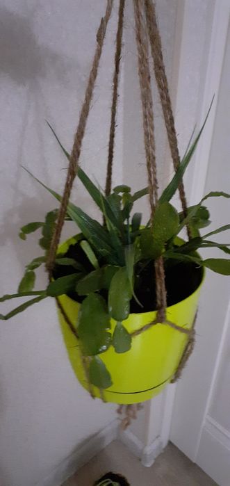 Цветы домашние разные