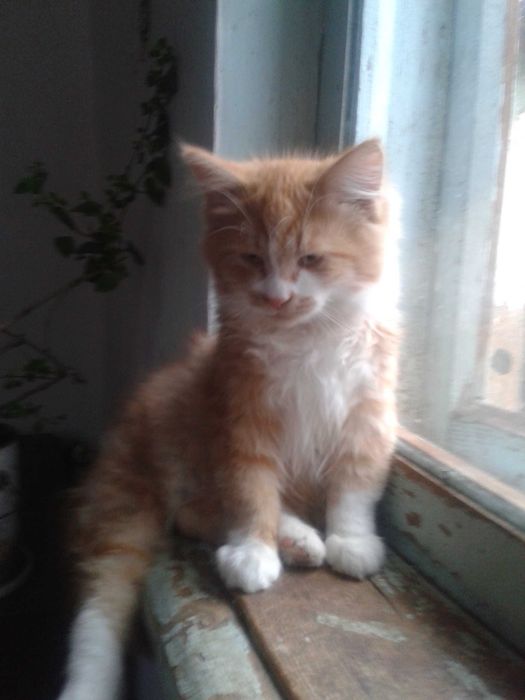 Ищем дом для малышей 1,5 мес