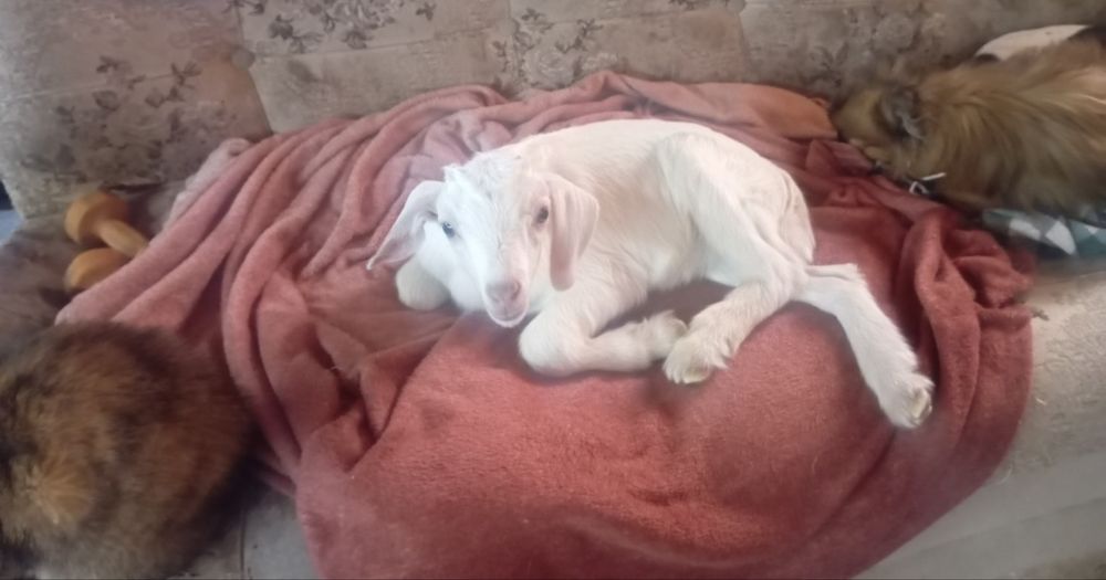 ВНИМАНИЕ! Продается милый козлёнок!!