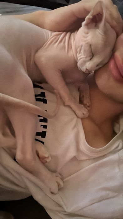 Мъжка котка сфинкс