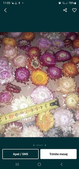 Flori de paie. imortele. helichrysum
