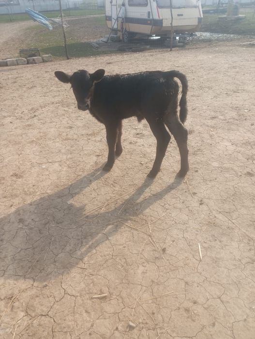 Vând  viței, schimb!