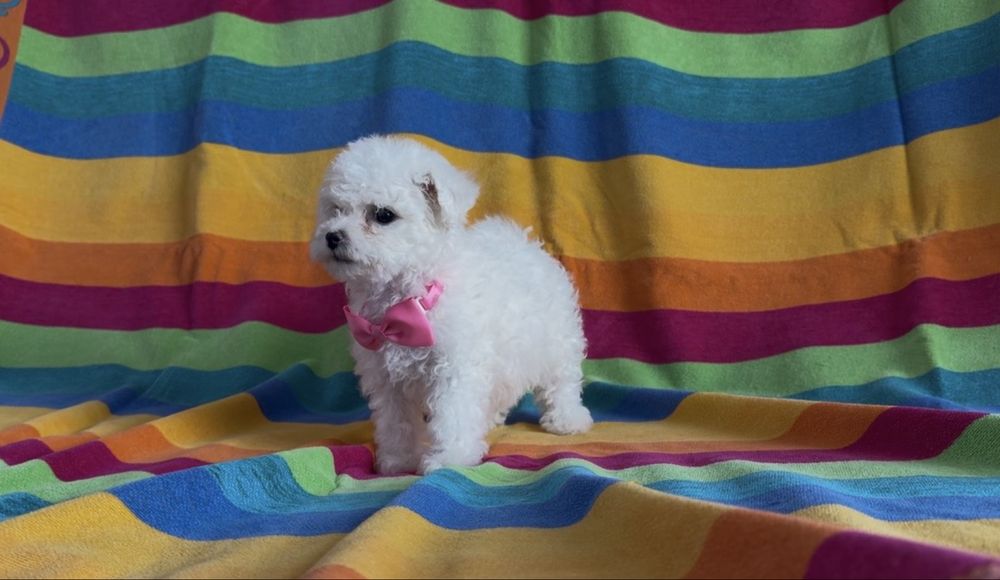 Cățelușă din rasa Bichon Frise de vânzare