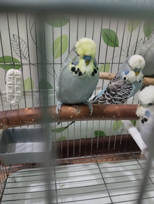 Попугаи Андуки 2,5 месяц
