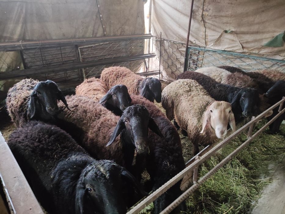 Кучкорлар сотилади