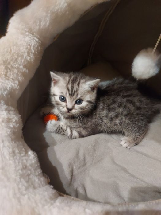 Шотландские котята