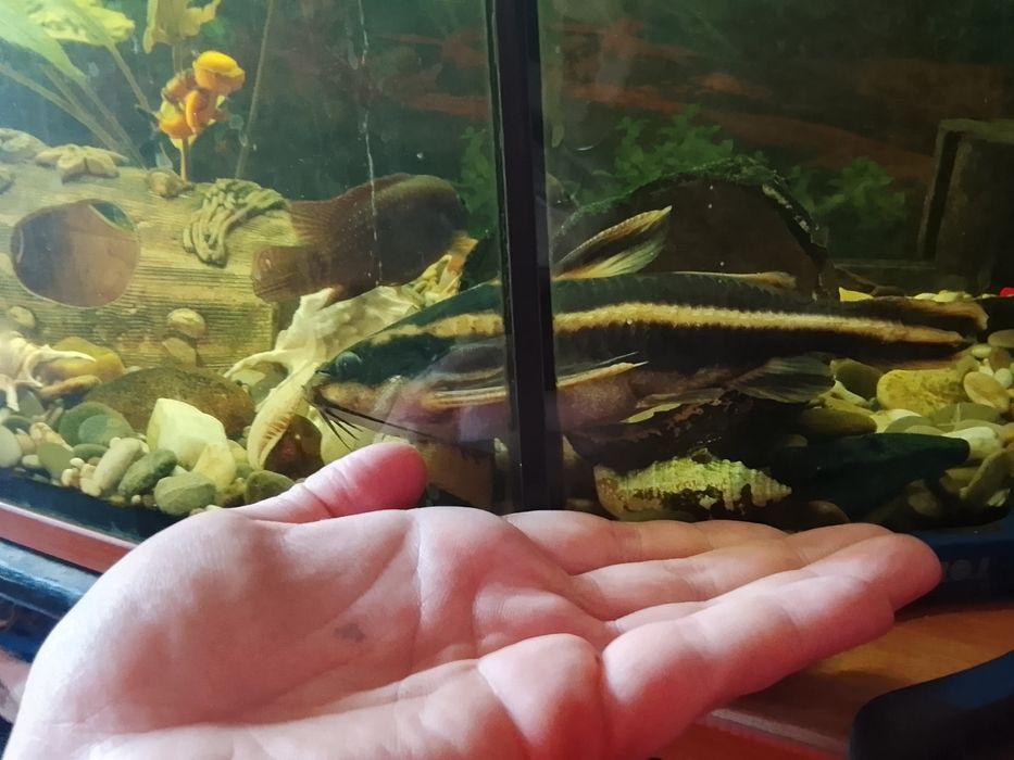 Срочно продам аквариум