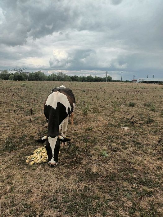 Vand vaca cu vitel in Localitatea Decebal