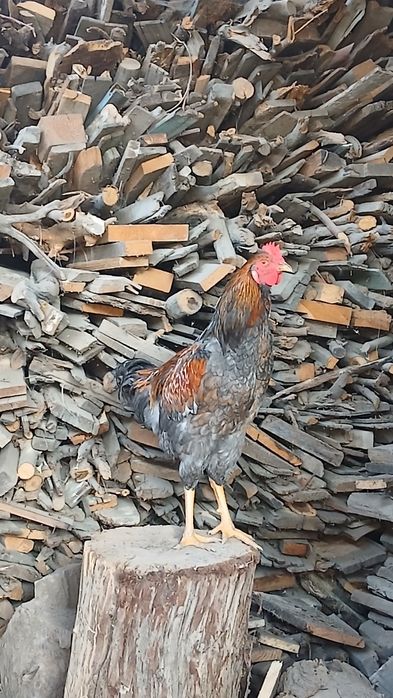 Куры кучинские продаётся