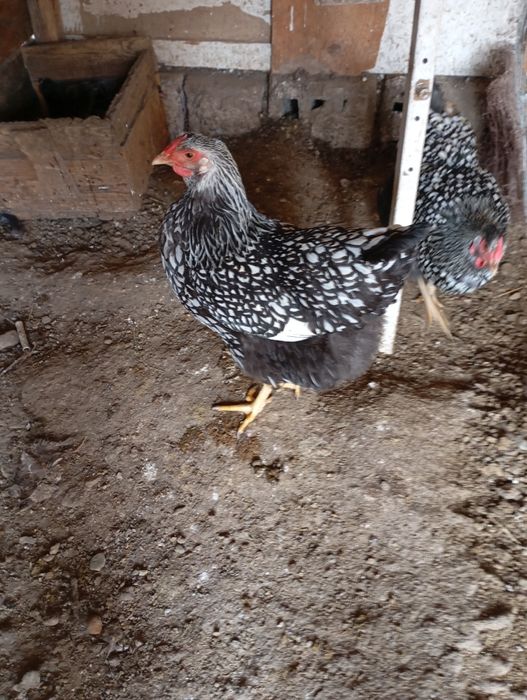 Vând ouă de găini de rasa foarte frumoase de rasă