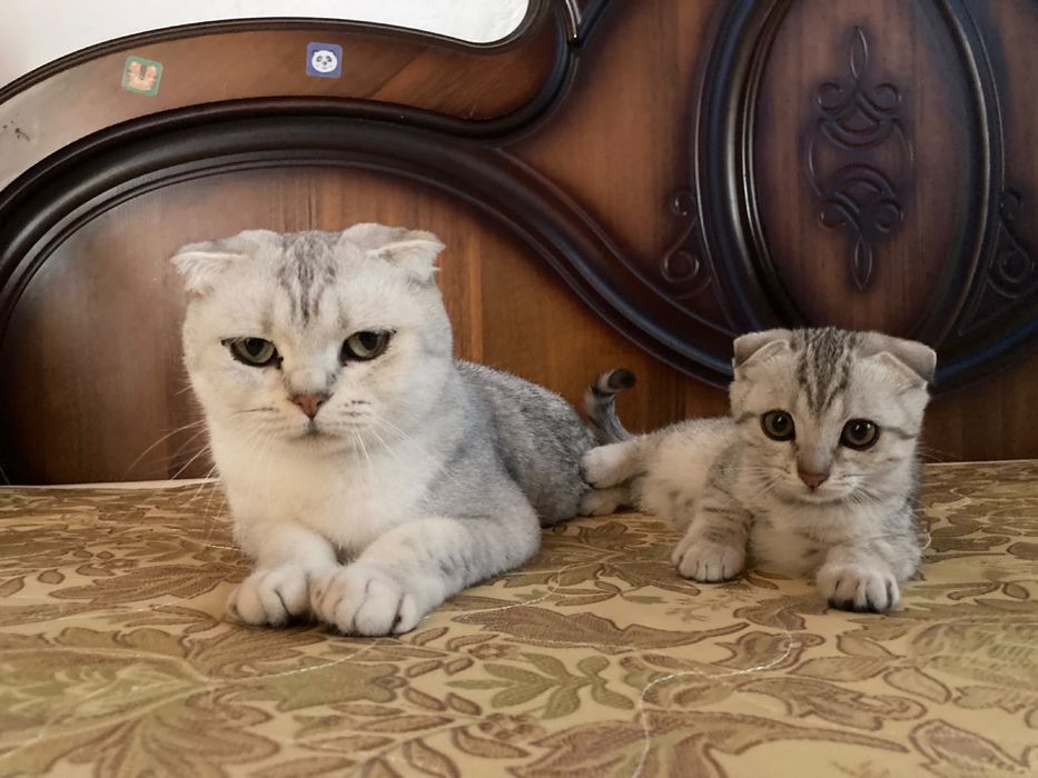 Шатланский мысықтар сатылады