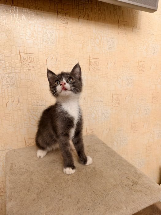 В добрые руки котик