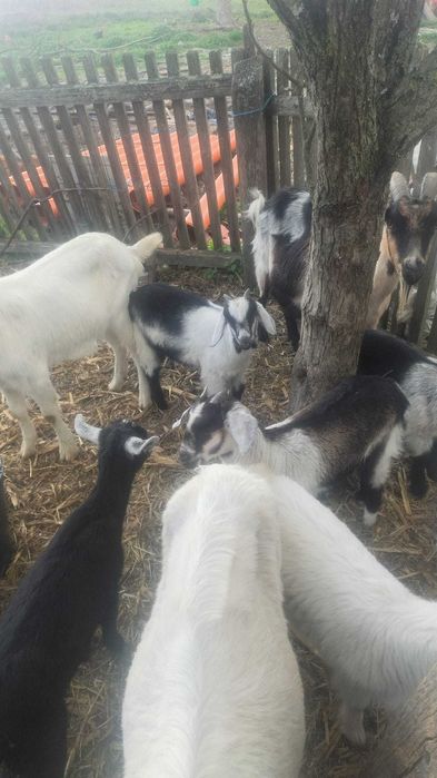 Iezi de vânzare crescuți bio