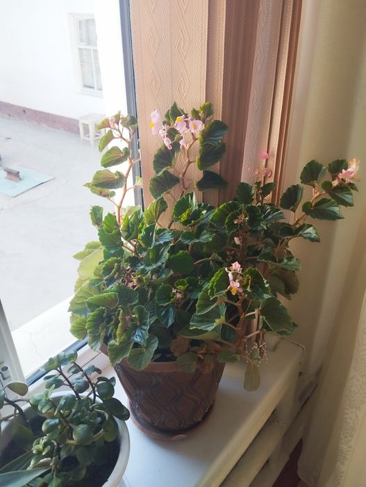 Комнатные цветы/ бөлме гүлдері