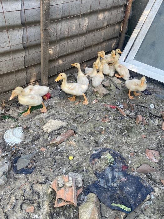 Rate pekin 2si 3 saptamani