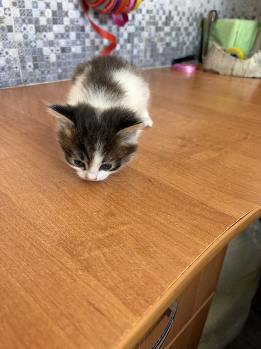 Ищем любящий дом для котят