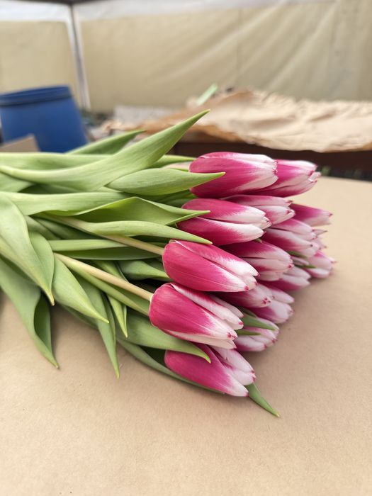 Голландские тюльпаны